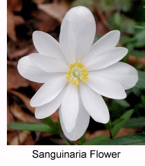 Bloodroot blossom