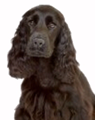 Cocker Spaniel